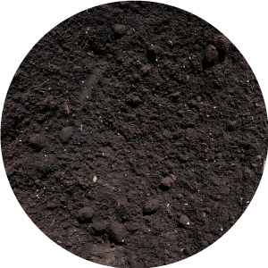 Image link